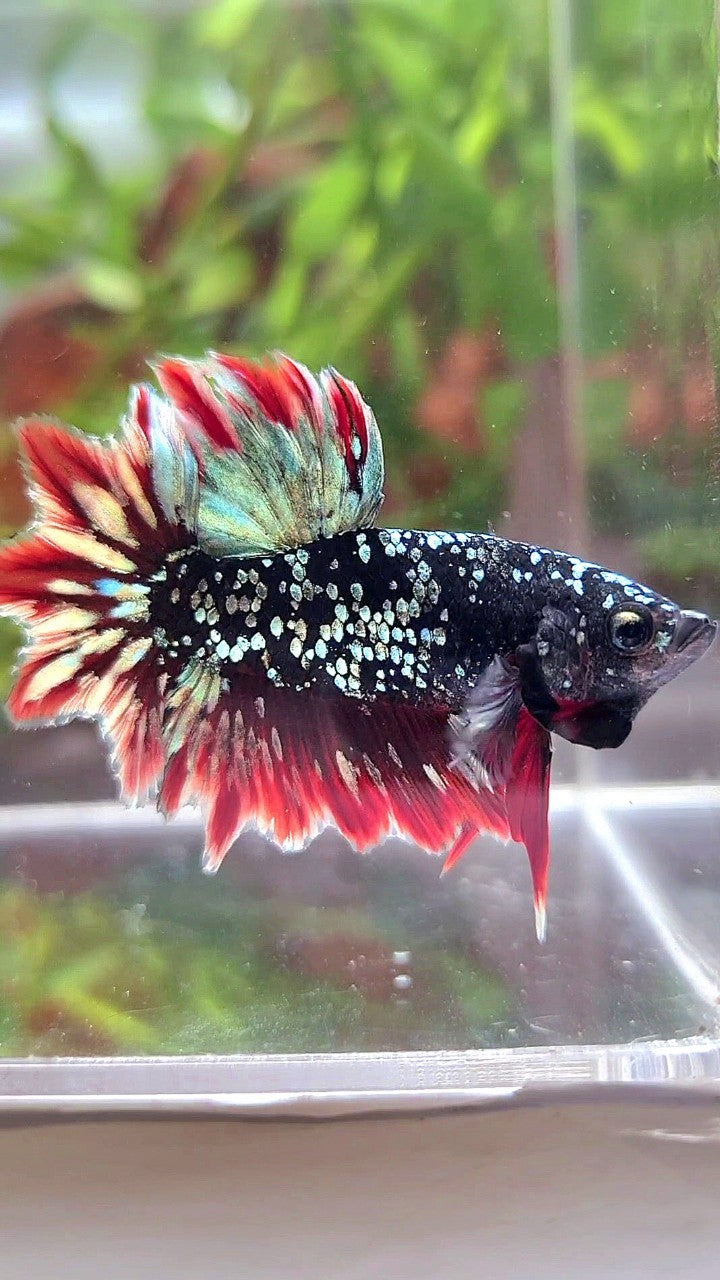 LUXURY HALFMOON FEATHER TAIL BLACK GALAXY COPPER GOLD AVATAR RED BETTA FISH