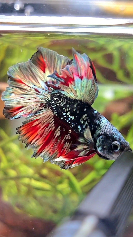 LUXURY HALFMOON FEATHER TAIL BLACK GALAXY COPPER GOLD AVATAR RED WASH BETTA FISH