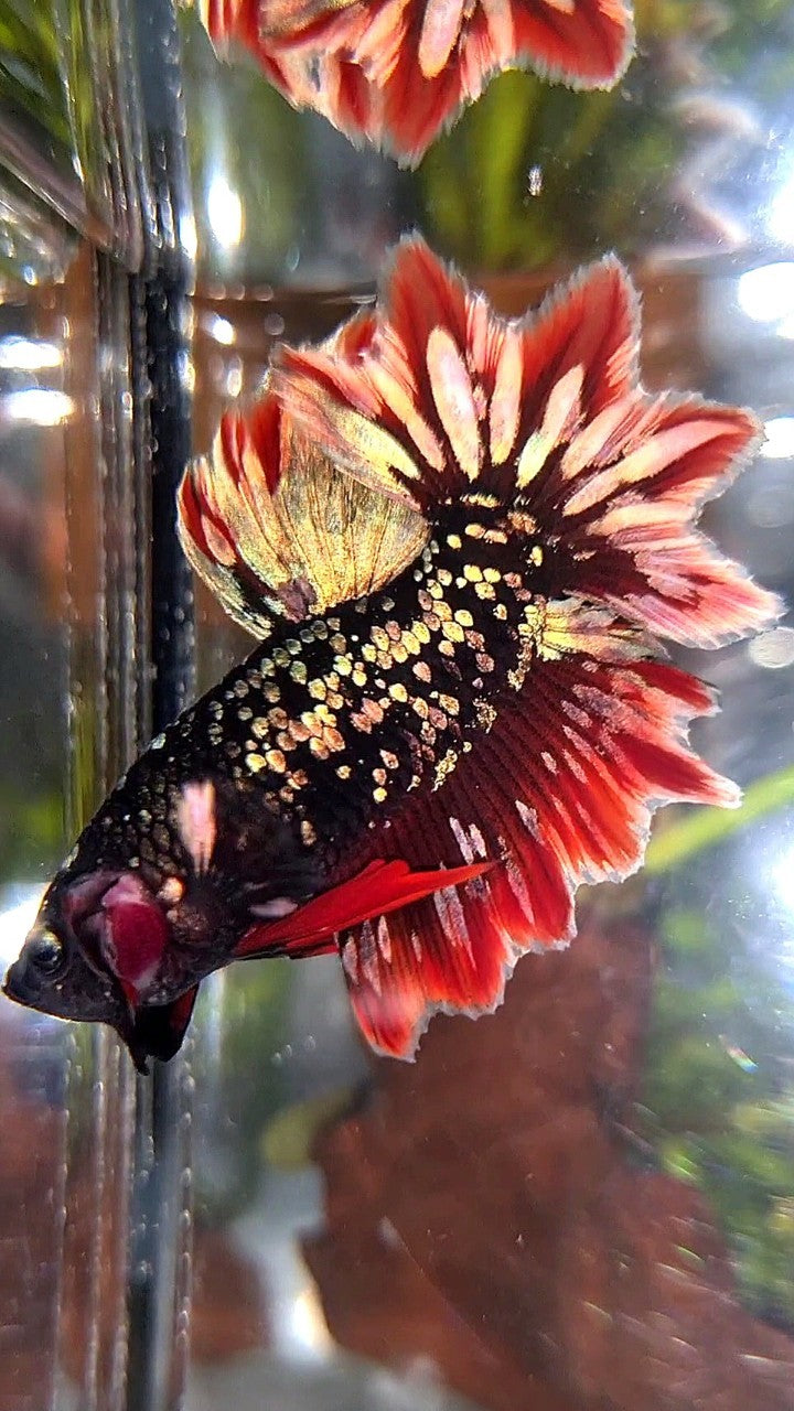 LUXURY HALFMOON FEATHER TAIL BLACK GALAXY COPPER GOLD AVATAR RED BETTA FISH