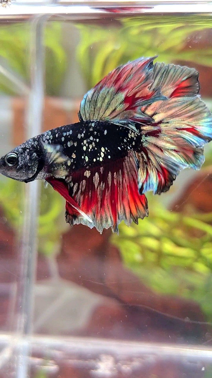 LUXURY HALFMOON FEATHER TAIL BLACK GALAXY COPPER GOLD AVATAR RED WASH BETTA FISH
