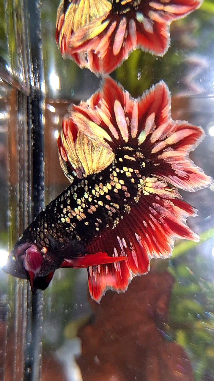 LUXURY HALFMOON FEATHER TAIL BLACK GALAXY COPPER GOLD AVATAR RED BETTA FISH