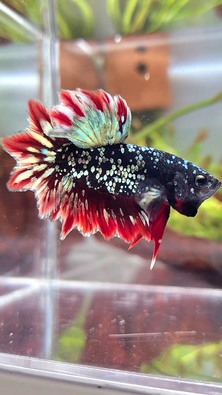 LUXURY HALFMOON FEATHER TAIL BLACK GALAXY COPPER GOLD AVATAR RED BETTA FISH
