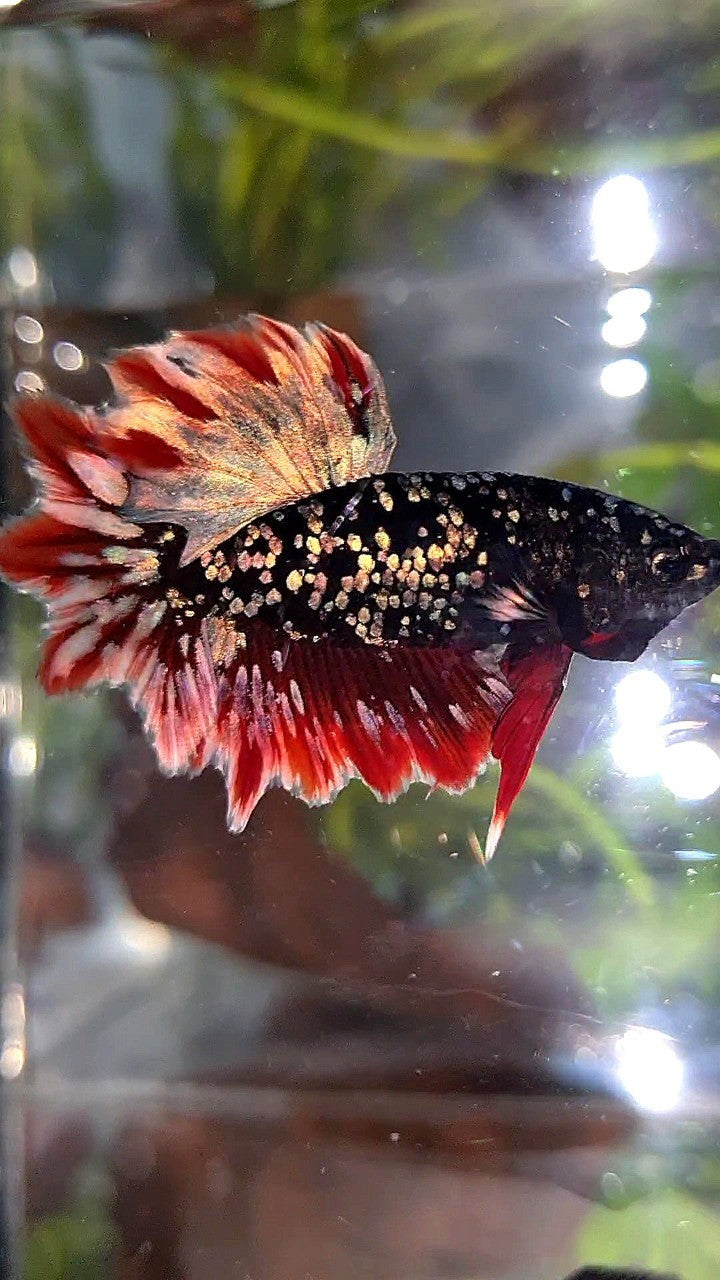 LUXURY HALFMOON FEATHER TAIL BLACK GALAXY COPPER GOLD AVATAR RED BETTA FISH