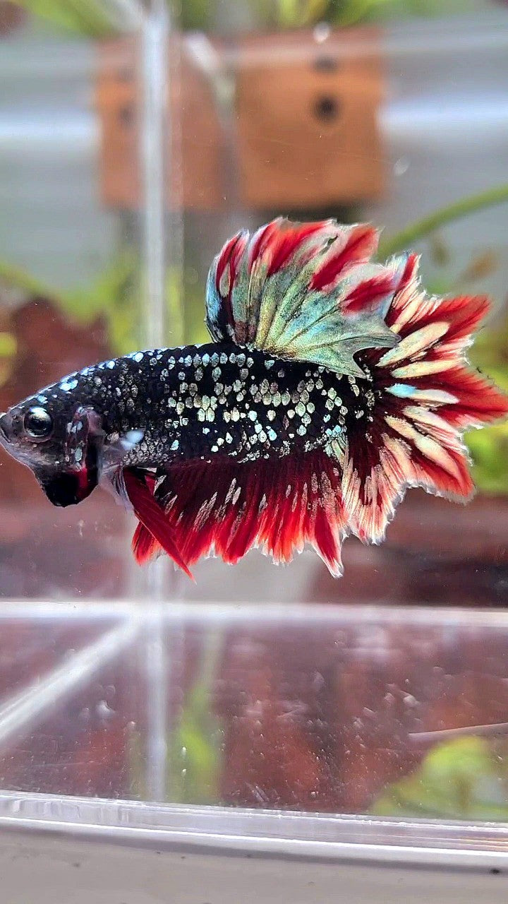 LUXURY HALFMOON FEATHER TAIL BLACK GALAXY COPPER GOLD AVATAR RED BETTA FISH