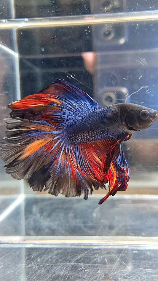 HALFMOON ROSETAIL BLACK BLUE ORANGE NEMO BETTA FISH