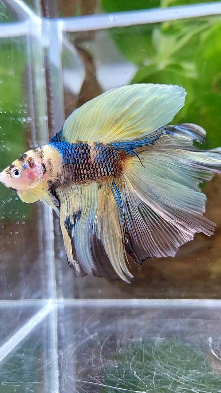 HALFMOON DOUBLE TAIL YELLOW KOI BLUE MULTICOLOR BETTA FISH