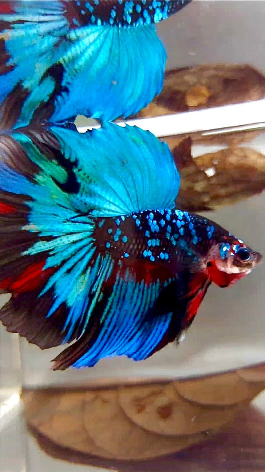 "KALIMAYA" HALFMOON ROSETAIL BLACK GALAXY GREEN BLUE AVATAR BETTA FISH
