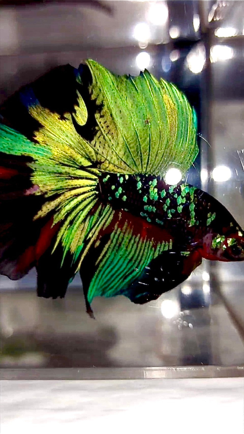 "KALIMAYA" HALFMOON ROSETAIL BLACK GALAXY GREEN BLUE AVATAR BETTA FISH
