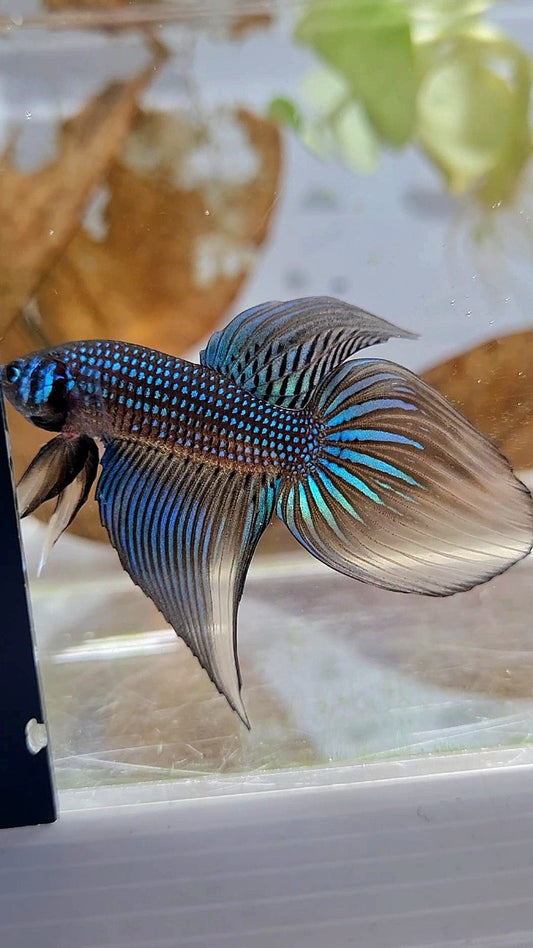 LONGFIN VEILTAIL IMBELIS YELLOW GREEN HYBRID WILD BETTA FISH