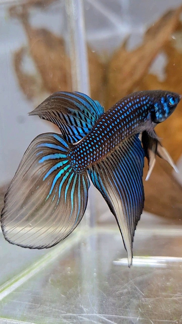 LONGFIN VEILTAIL IMBELIS YELLOW GREEN HYBRID WILD BETTA FISH