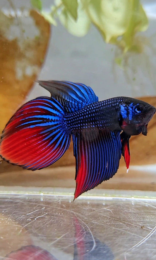 LONGFIN VEILTAIL IMBELIS BLUE RED HYBRID WILD BETTA FISH