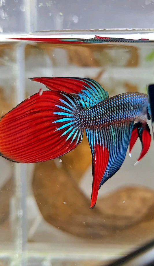 LONGFIN VEILTAIL IMBELIS GREEN RED HYBRID WILD BETTA FISH