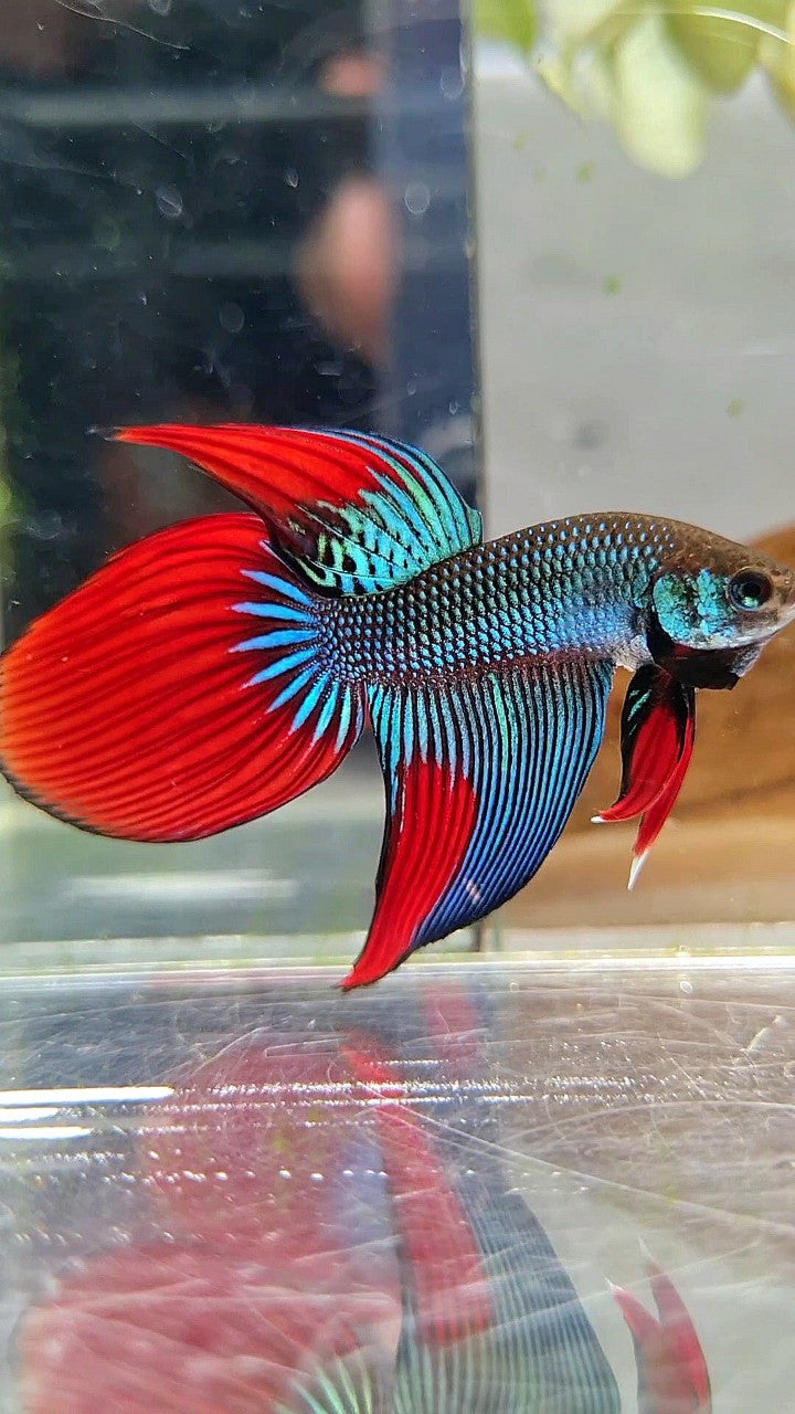 LONGFIN VEILTAIL IMBELIS GREEN RED HYBRID WILD BETTA FISH