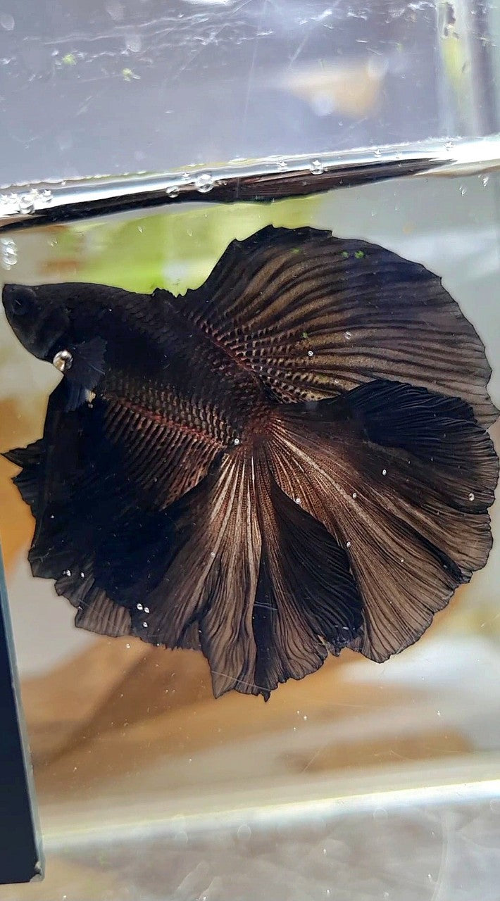 HALFMOON DOUBLE TAIL CURLY SUPER BLACK BETTA FISH