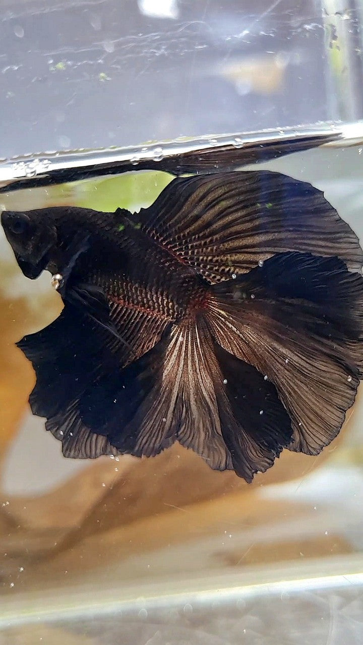 HALFMOON DOUBLE TAIL CURLY SUPER BLACK BETTA FISH