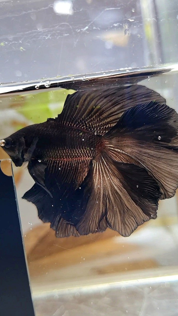HALFMOON DOUBLE TAIL CURLY SUPER BLACK BETTA FISH