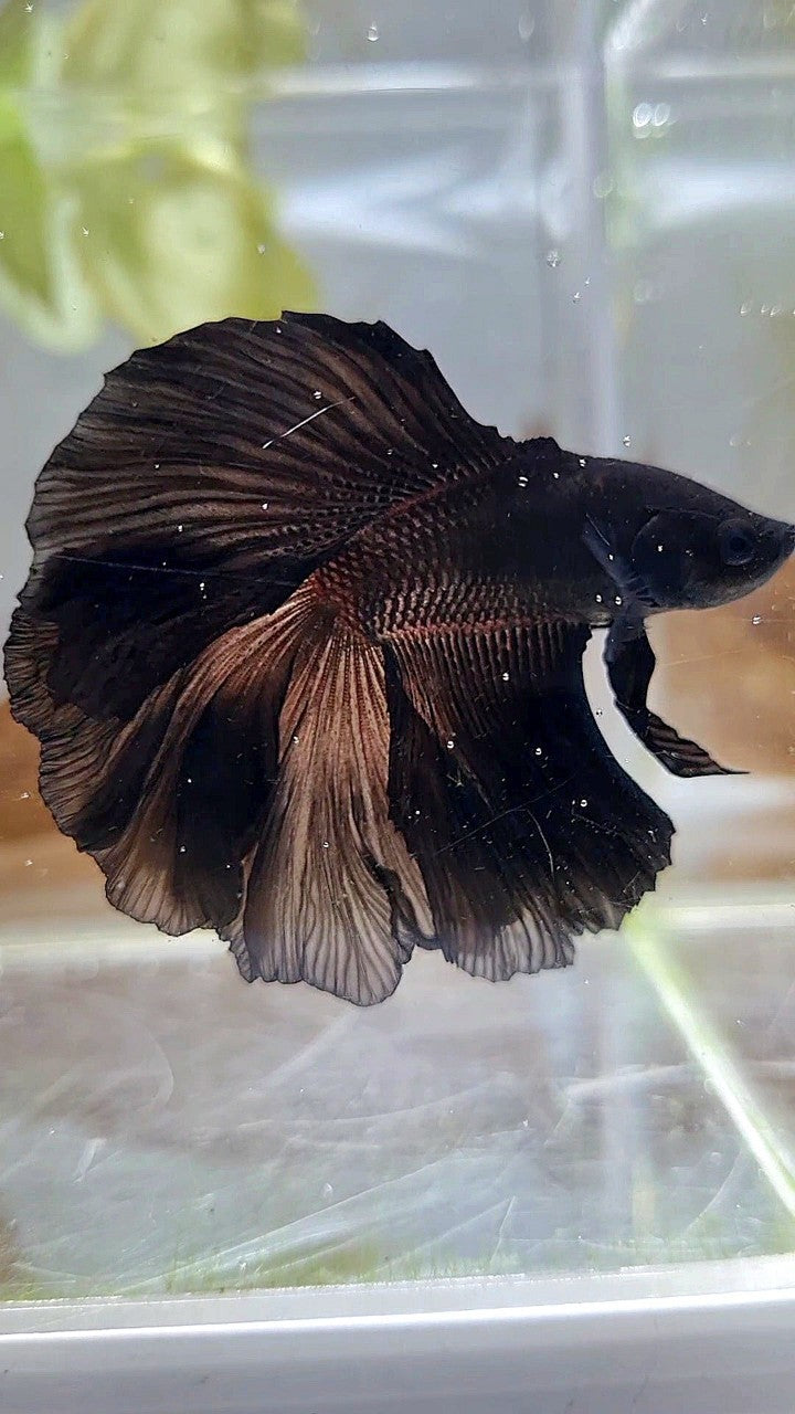 HALFMOON DOUBLE TAIL CURLY SUPER BLACK BETTA FISH