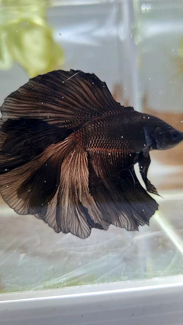 HALFMOON DOUBLE TAIL CURLY SUPER BLACK BETTA FISH
