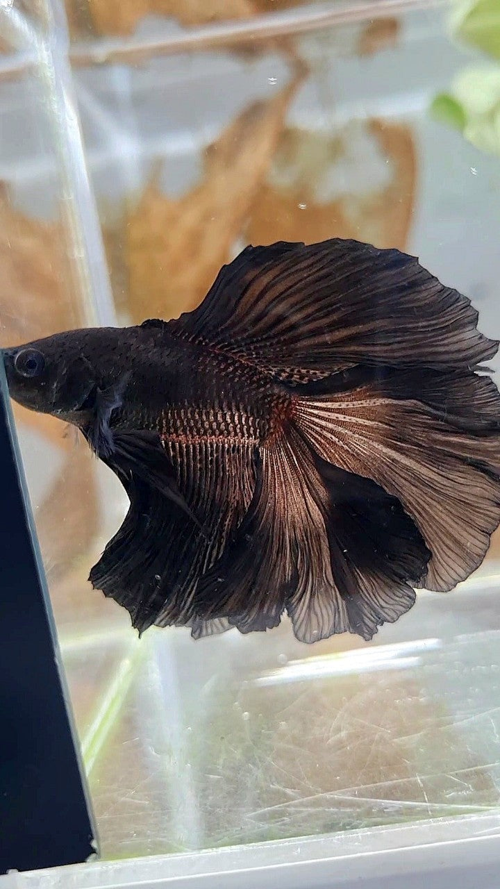 HALFMOON DOUBLE TAIL CURLY SUPER BLACK BETTA FISH