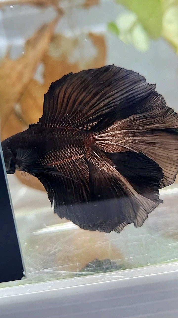 HALFMOON DOUBLE TAIL CURLY SUPER BLACK BETTA FISH