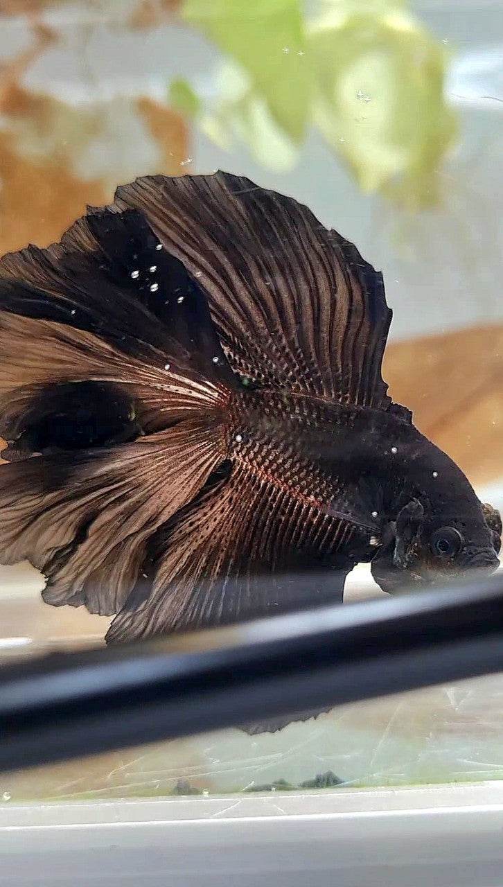 HALFMOON DOUBLE TAIL CURLY SUPER BLACK BETTA FISH