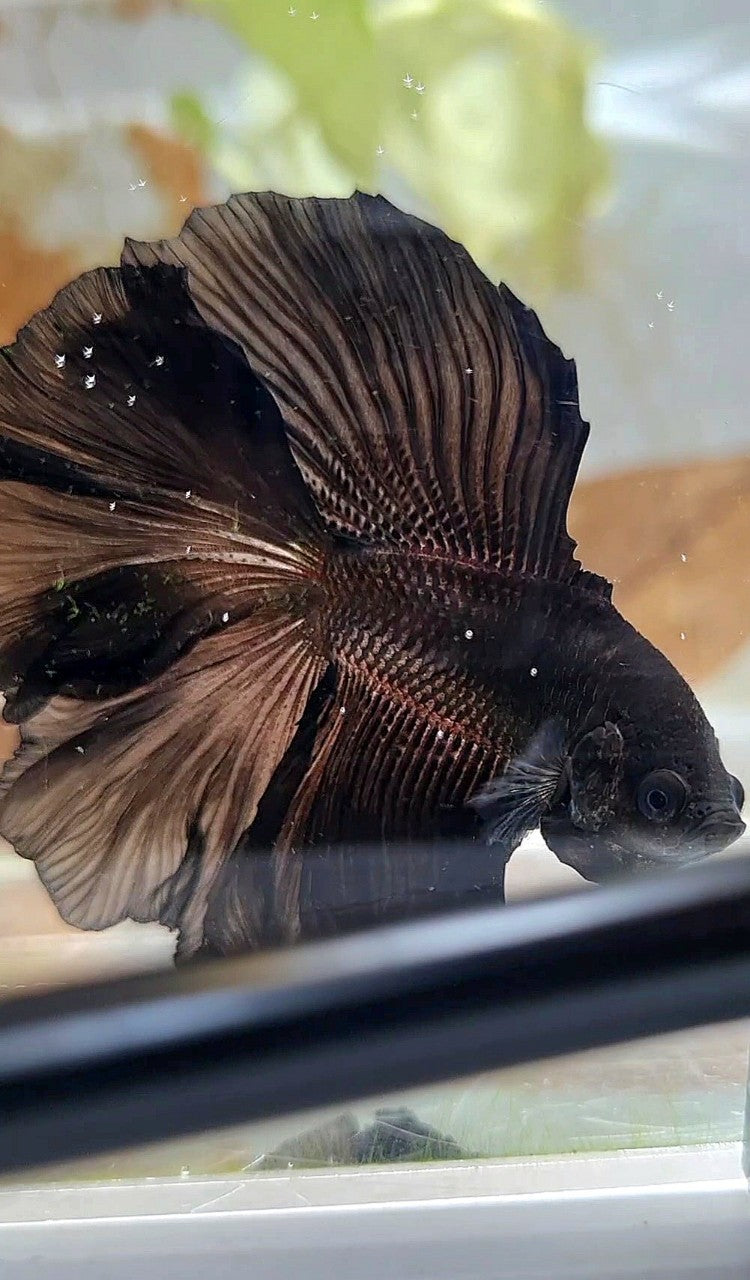 HALFMOON DOUBLE TAIL CURLY SUPER BLACK BETTA FISH