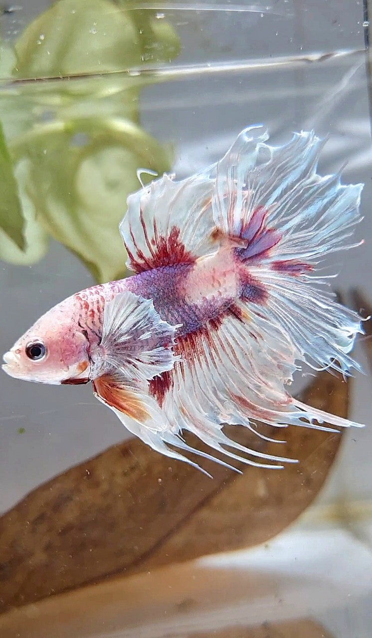HALFSUN DUMBO EAR WHITE RED KOI BETTA FISH