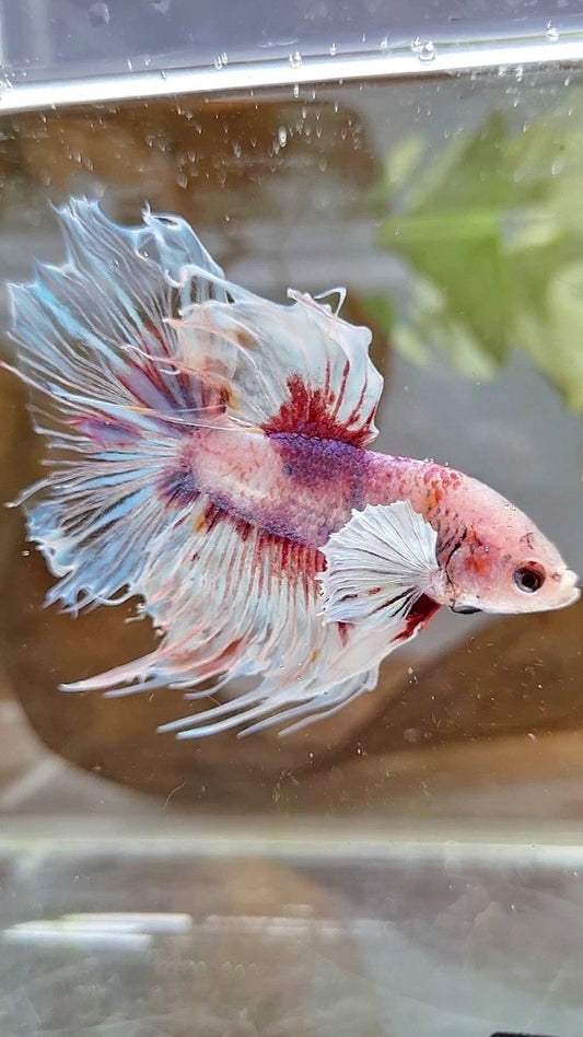 HALFSUN DUMBO EAR WHITE RED KOI BETTA FISH