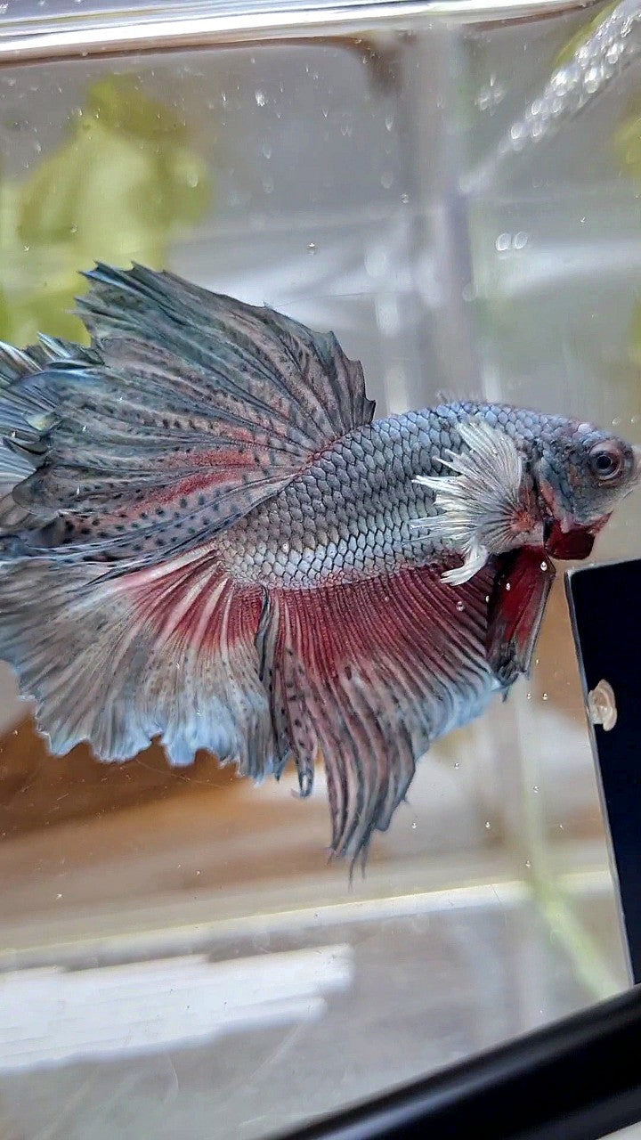 HALFMOON DUMBO EAR ROSETAIL FULL COPPER BETTA FISH