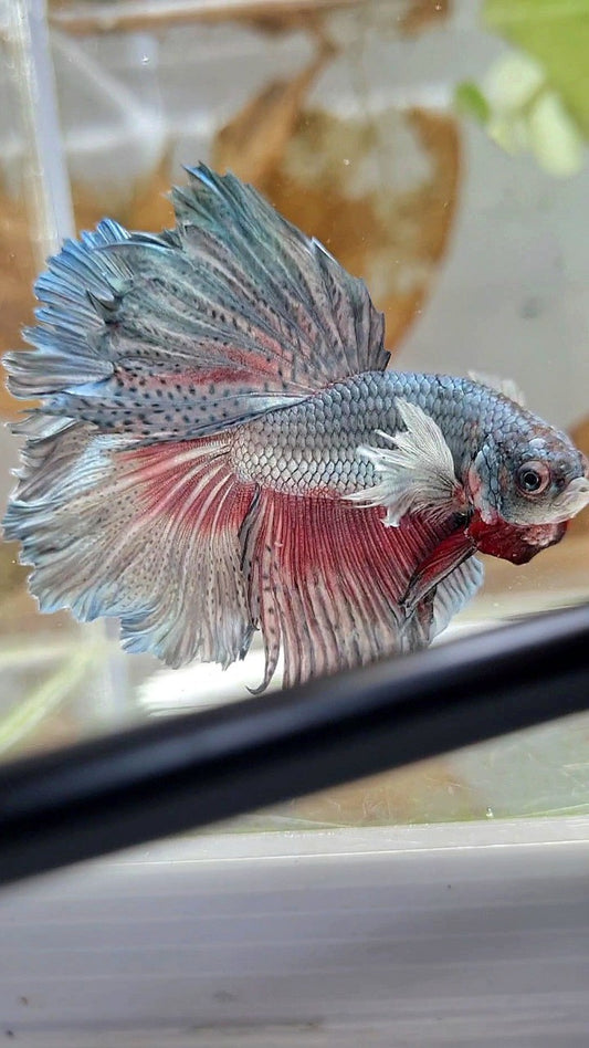HALFMOON DUMBO EAR ROSETAIL FULL COPPER BETTA FISH