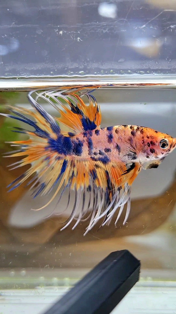 CROWNTAIL YELLOW BLUE DOTS ORANGE MULTICOLOR BETTA FISH