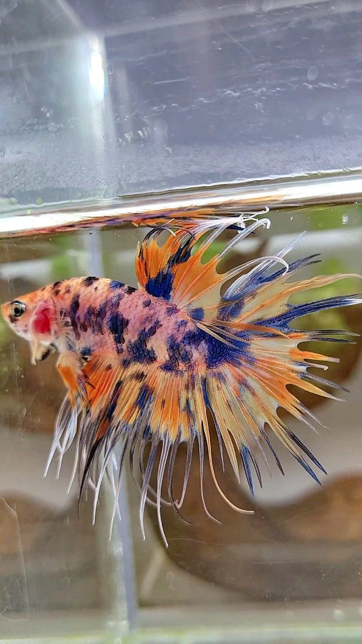 CROWNTAIL YELLOW BLUE DOTS ORANGE MULTICOLOR BETTA FISH