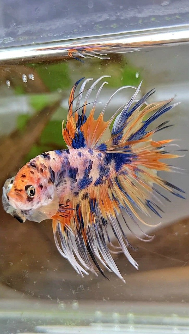 CROWNTAIL YELLOW BLUE DOTS ORANGE MULTICOLOR BETTA FISH