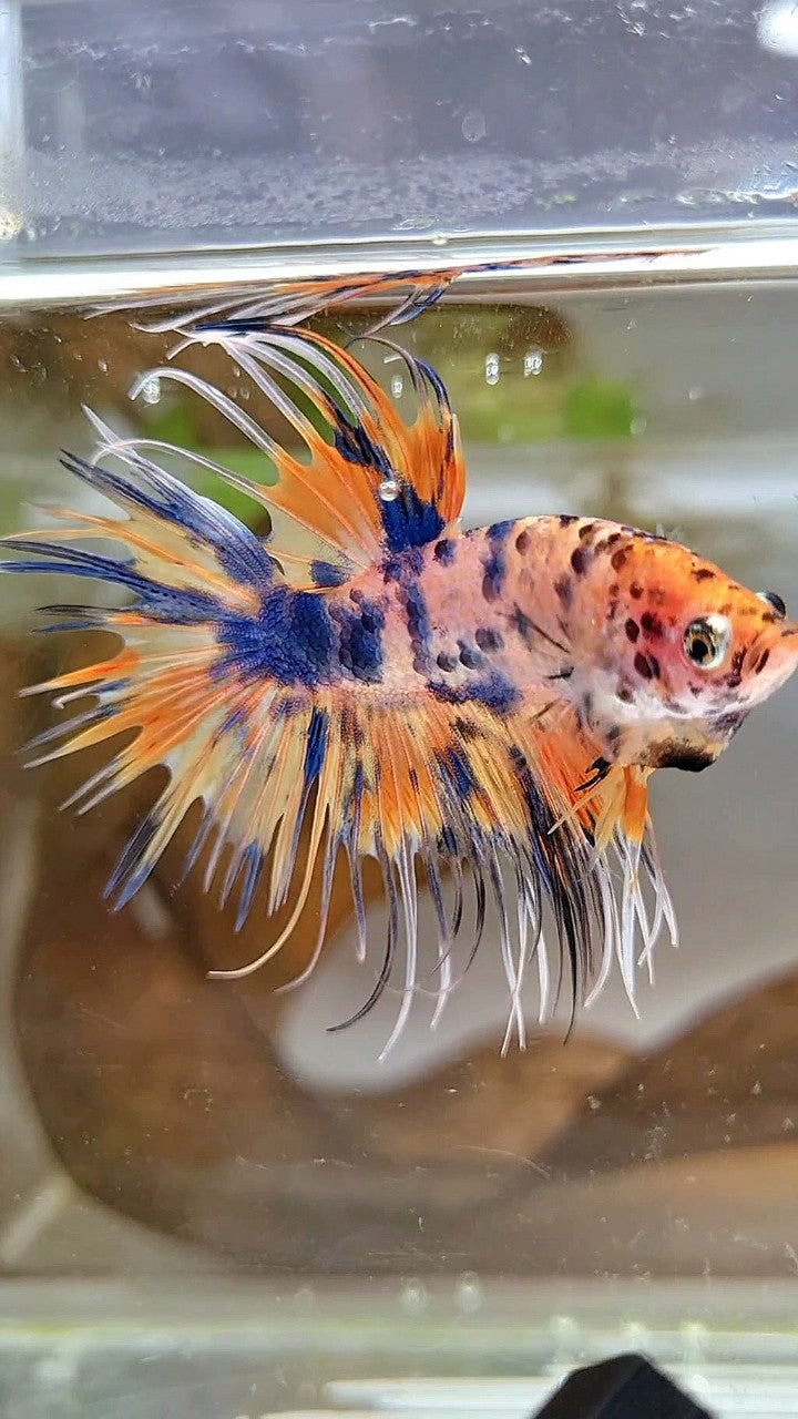 CROWNTAIL YELLOW BLUE DOTS ORANGE MULTICOLOR BETTA FISH