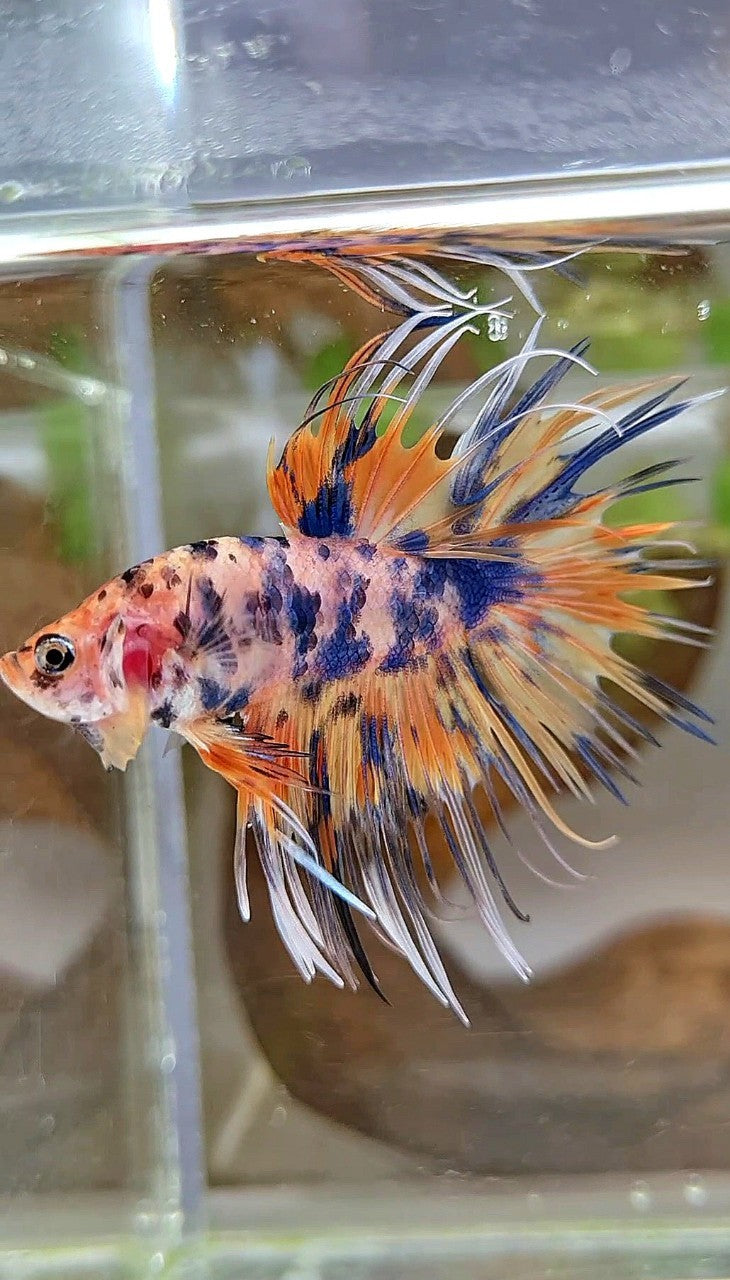 CROWNTAIL YELLOW BLUE DOTS ORANGE MULTICOLOR BETTA FISH