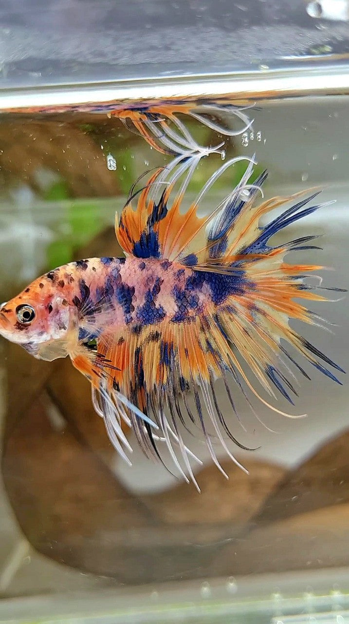 CROWNTAIL YELLOW BLUE DOTS ORANGE MULTICOLOR BETTA FISH