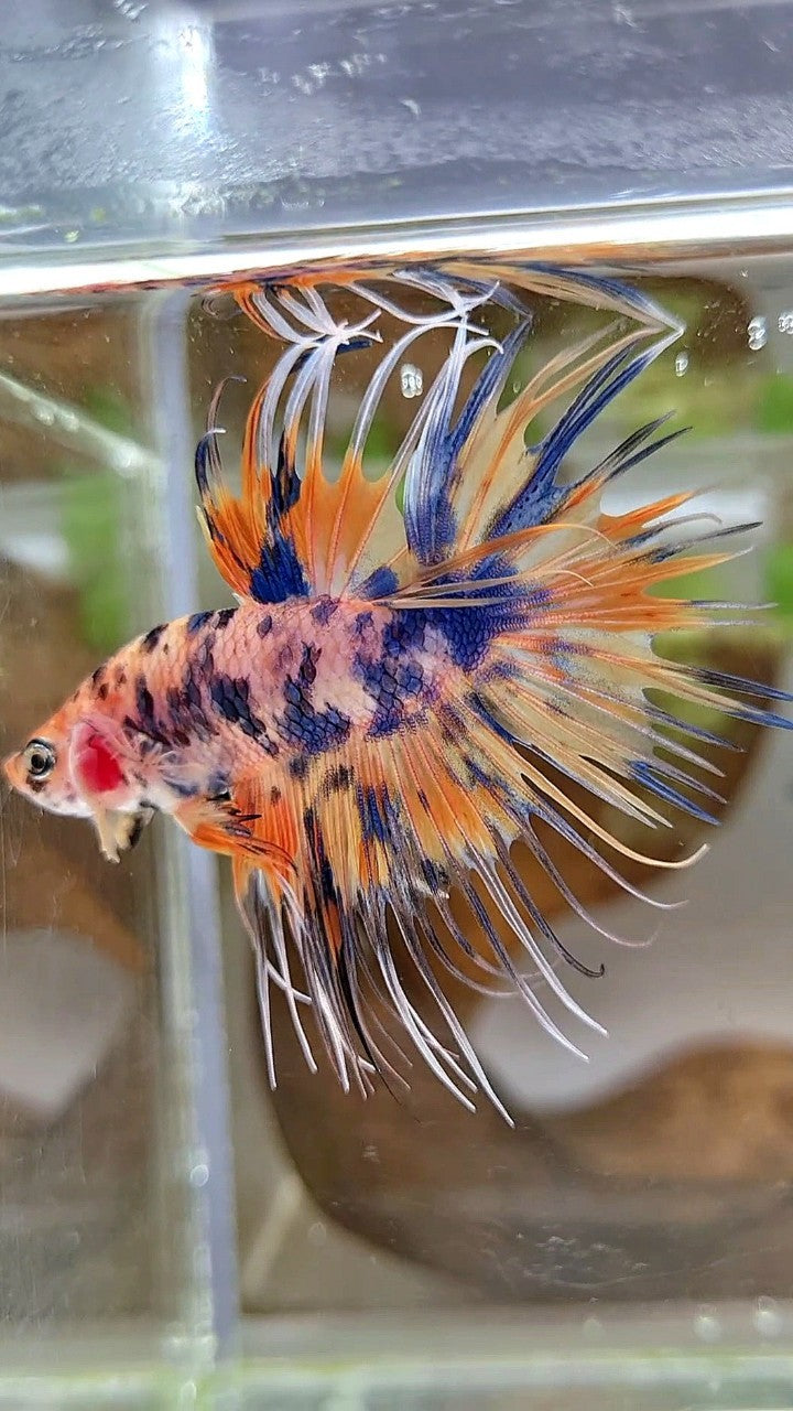 CROWNTAIL YELLOW BLUE DOTS ORANGE MULTICOLOR BETTA FISH