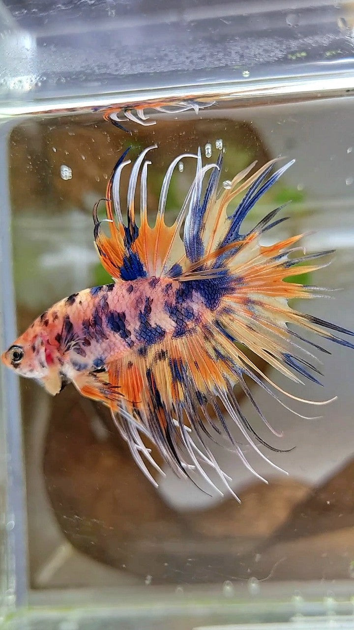 CROWNTAIL YELLOW BLUE DOTS ORANGE MULTICOLOR BETTA FISH
