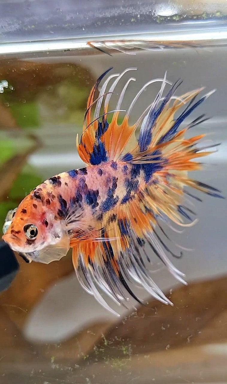 CROWNTAIL YELLOW BLUE DOTS ORANGE MULTICOLOR BETTA FISH