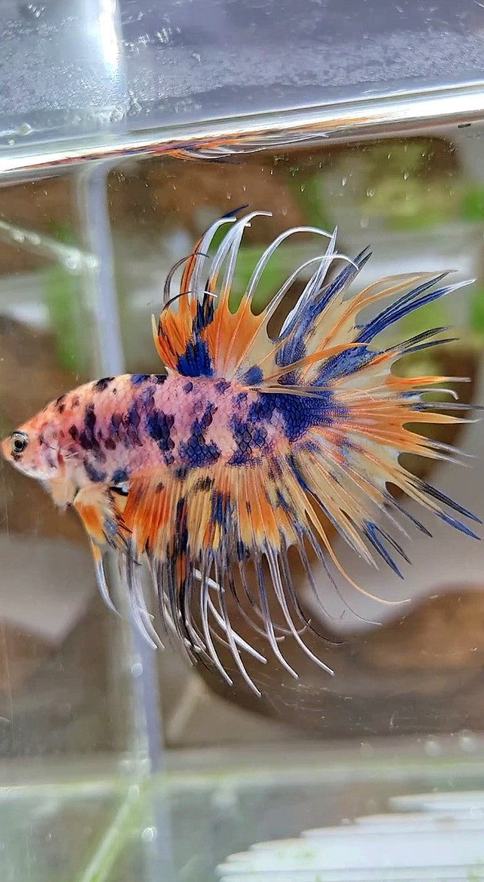 CROWNTAIL YELLOW BLUE DOTS ORANGE MULTICOLOR BETTA FISH
