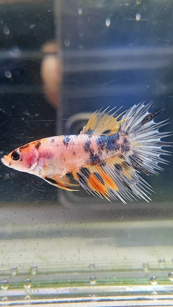 FEMALE CROWNTAIL YELLOW KOI COPPER ORANGE MULTICOLOR BETTA FISH
