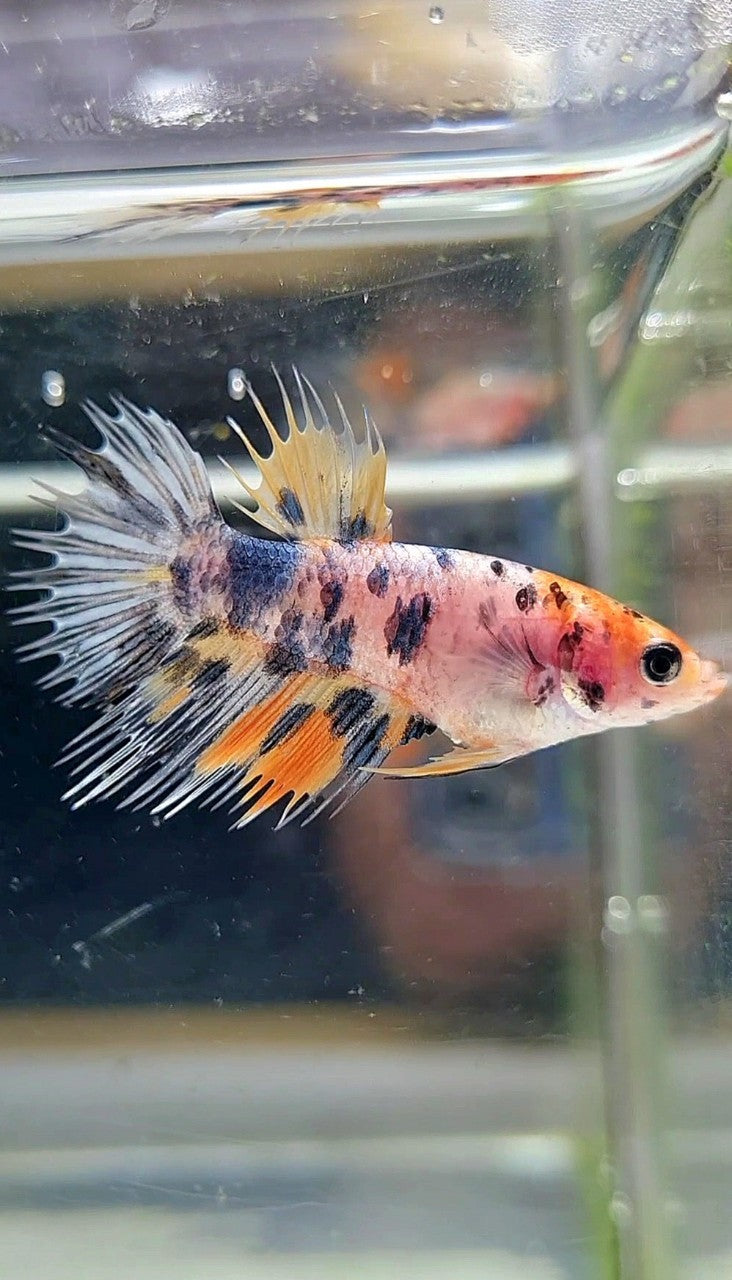 FEMALE CROWNTAIL YELLOW KOI COPPER ORANGE MULTICOLOR BETTA FISH