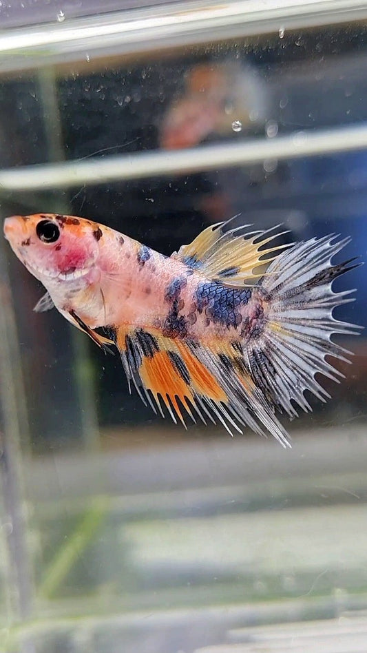 FEMALE CROWNTAIL YELLOW KOI COPPER ORANGE MULTICOLOR BETTA FISH