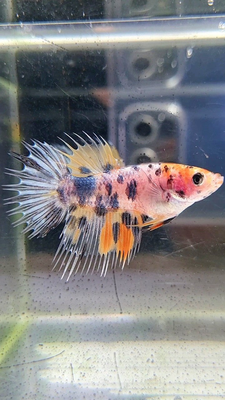 FEMALE CROWNTAIL YELLOW KOI COPPER ORANGE MULTICOLOR BETTA FISH