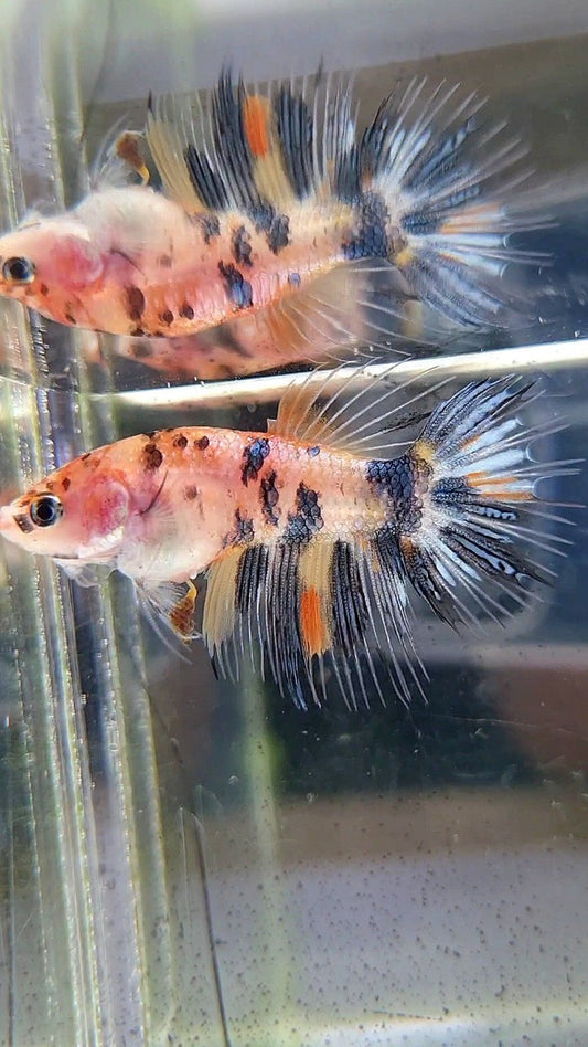 FEMALE CROWNTAIL YELLOW KOI COPPER ORANGE MULTICOLOR BETTA FISH