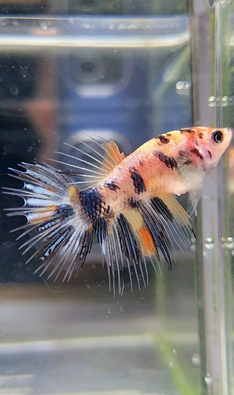 FEMALE CROWNTAIL YELLOW KOI COPPER ORANGE MULTICOLOR BETTA FISH