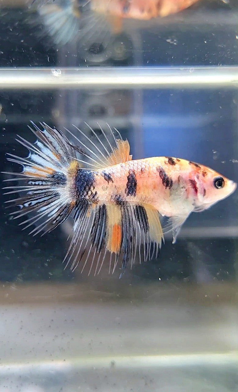 FEMALE CROWNTAIL YELLOW KOI COPPER ORANGE MULTICOLOR BETTA FISH