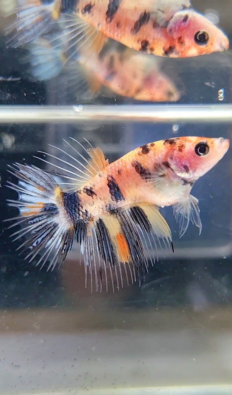 FEMALE CROWNTAIL YELLOW KOI COPPER ORANGE MULTICOLOR BETTA FISH