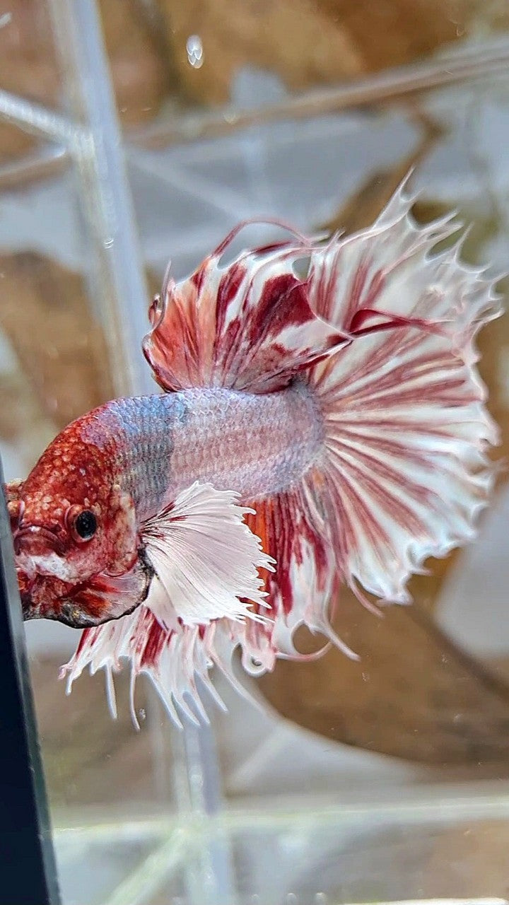 HALFSUN SUPER DUMBO EAR WHITE ORANGE COPPER WASH BETTA FISH