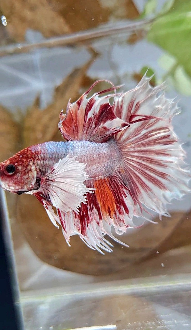 HALFSUN SUPER DUMBO EAR WHITE ORANGE COPPER WASH BETTA FISH